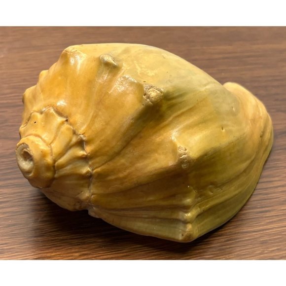 Vintage Whelk Conch Shell North Carolina Atlantic Ocean Nautical Beach Decor - Picture 2 of 7